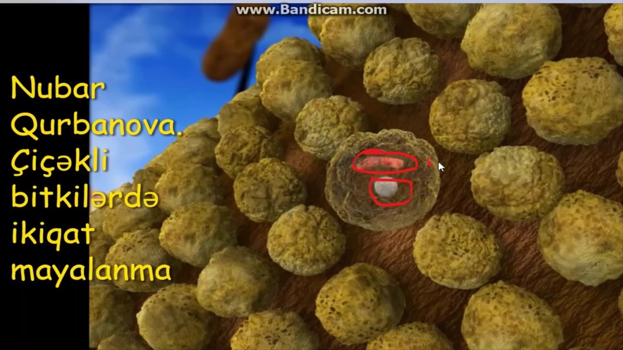 İkiqat mayalanma.( Double fertilization )