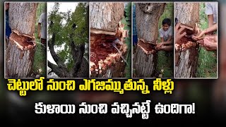 Water Flow's Out of Tree Trunk in Prakasam District | Andhra Pradesh | Samayam Telugu