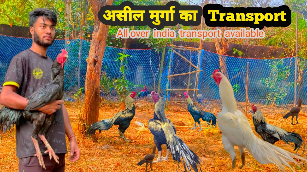Aseel murga ka transporting | all over India transport available | aap v manga skate hai apne ghar🐓🐓