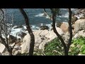 Japanese Monkeys Visit Ocean!