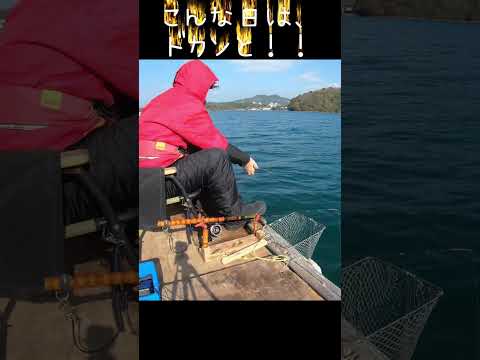 和竿VALの黒鯛筏釣り #shorts #和竿 #japanese #fishing #rod  #黒鯛 #筏釣 #かかり釣り #钓鱼 #diy  #筏竿 #rodbuilding #黑鲷 #布袋竹