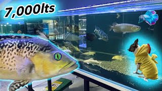 ** MONSTER FISH TANK ** 18 x 4 Foot Is Not Big Enough!