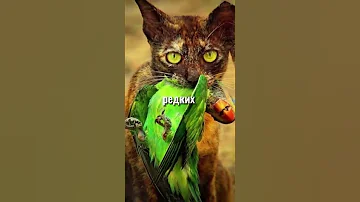 В Австралии хотят запретить котов 🐈