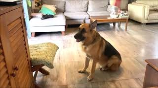 Walcott the German shepherd dog begs for some food