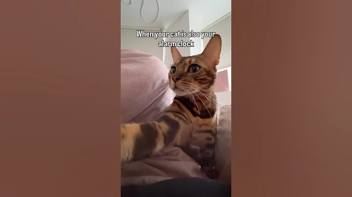 Video 10835291: bengalcat cutecat, bengal cat