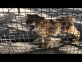 Милый и игривый малыш! A cute and playful lion cub!