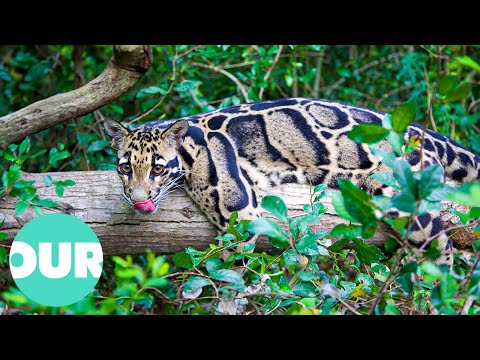 Video: Unusual animals of the world - how many of them are there in the world?