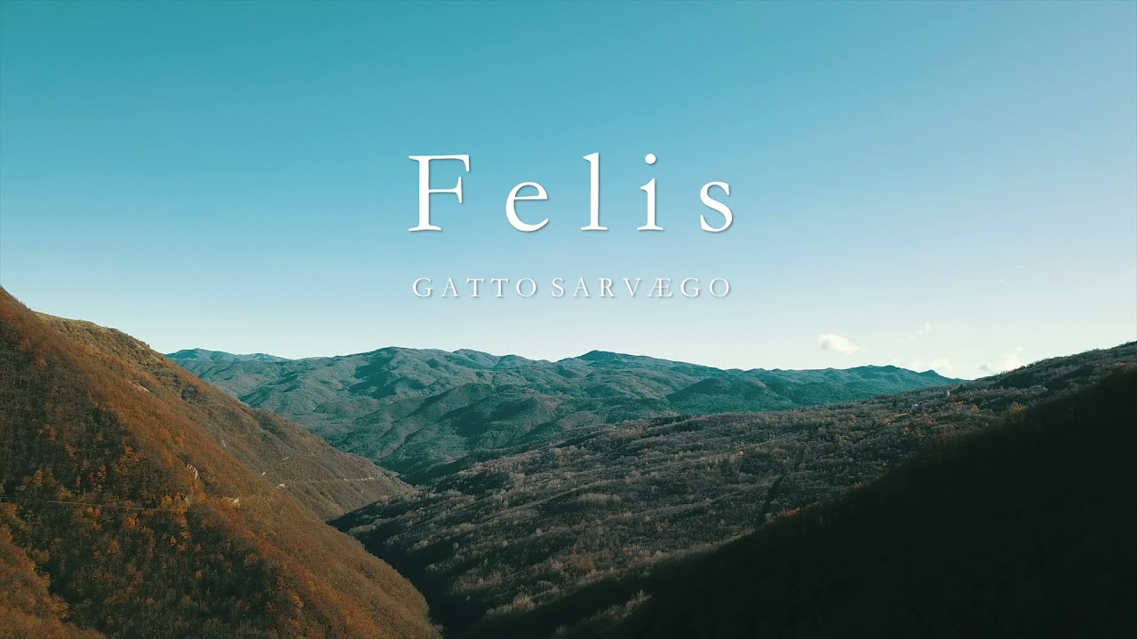 FELIS - le prime immagini di gatti selvatici sull'Appennino ligure