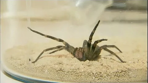 Que tipo de medicamento Os cientistas querem desenvolver utilizando a toxina do veneno da aranha armadeira?