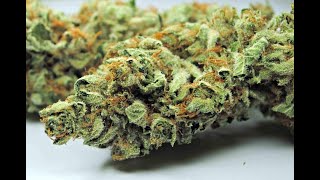 Platinum Kush ( Indica )