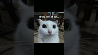 Tienes Un Pedacito De Queso?