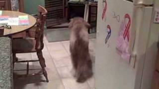 Standard poodle Ruby does dishes