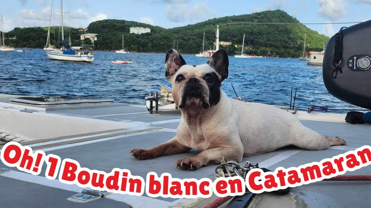 ⁣#26 Un Bouledogue Français en Catamaran …