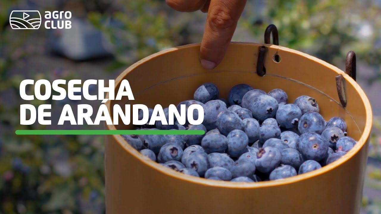 Cosecha de arándanos en Perú