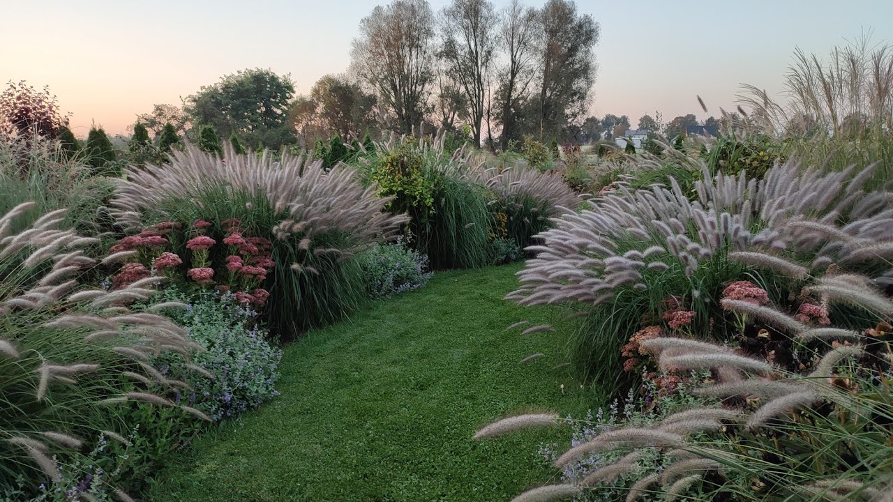 Ogrodowa magia🌾Rozplenice, Miskanty i inne trawy ozdobne🌾 Pożegnanie lata🌞
