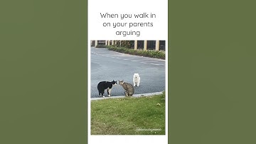 Dog interrupts 2 cats fighting