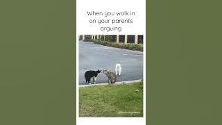 Dog interrupts 2 cats fighting