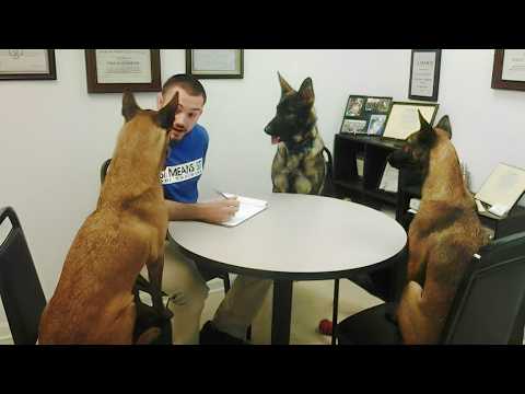 Belgian Malinois Fails at Being a Police Dog 😁 Funny Dog Videos 2025