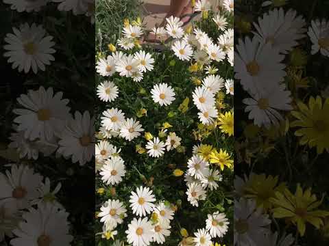 วีดีโอ: ดอกไม้ในร่มที่สวยงาม 