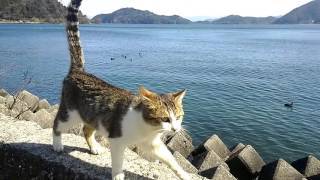 どこまでも着いてくる野良猫