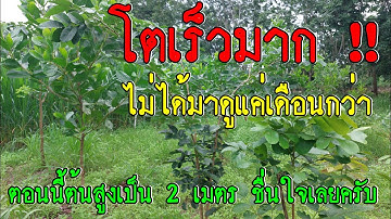 โตเร็วมาก ไม่ได้มาดูเดือนกว่า ตอนนี้ต้นไม้สูงเป็น 2 เมตร แบบนี้ชื่นใจมากครับ