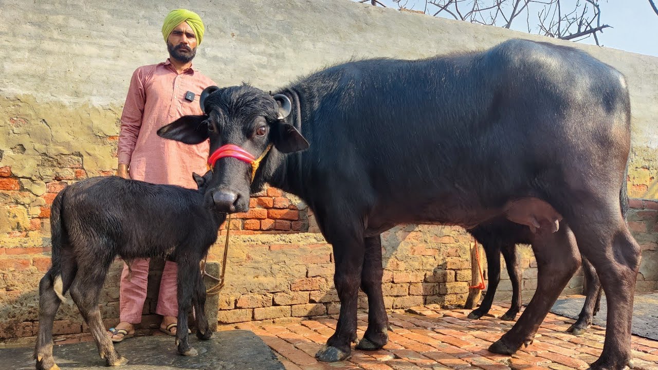 ਦੋ ਝੋਟੀਆਂ ਵਿਕਾਊ ਇੱਕ ਪਹਿਲਾਂ ਇੱਕ ਦੂਜਾ ਦੋਨਾਂ ਦੇ ਮਗਰ ਕੱਟੀਆਂ ਪਿੰਡ ਵੱਲੋਂ 