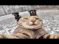 Cats Of The Day Compilation Cats Of The Day Compilation
