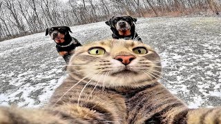 Cats Of The Day Compilation