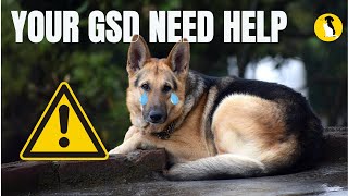 10 Warning Signs That Your German Shepherd is Begging for Help