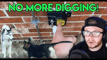 How To Stop Your Dogs From Digging Under The Fence! *Updated*