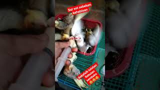 baby falk lolohan siapan jinak rebutan sembako #falk #parkitaustrali #viralvideo #viral #burung