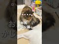 お尻が美味しそうで我慢ならない猫