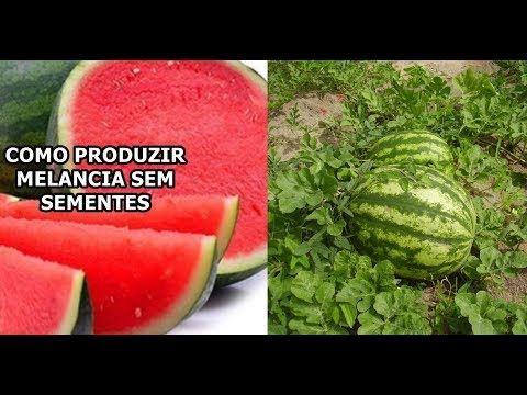 Vídeo: Crescimento de melancia sem sementes: como você cultiva melancias sem sementes sem sementes