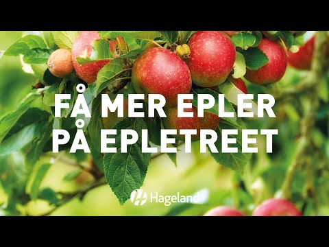 Video: Starte stiklinger av epletre – dyrk et epletre fra stiklinger