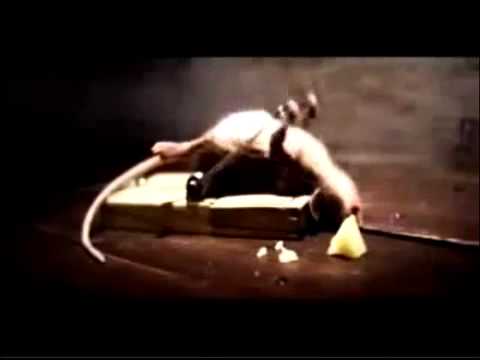 сыр.mp4