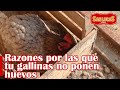 ¿Por qué tus gallinas no ponen huevos? Te lo explicamos | Granja San Lucas