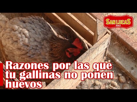 Video: ¿Por qué mi australorp no pone huevos?