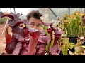 Carnivorous plant Greenhouse Tour 2020 - Sarracenia Side