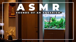 The SOOTHING Sounds of an Aquarium Maintenance | ASMR to Calm Your Mind | No Music
