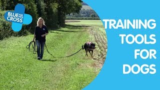 The Right Equipment For Training Your Dog | Dog Trainings Tips | Blue Cross