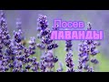 КАК ПОСЕЯТЬ ЛАВАНДУ! ОСОБЕННОСТИ ПОСЕВА