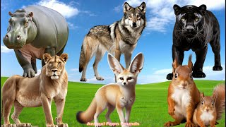 A Compilation of Amazing Animal Sounds and Videos: Lioness, Fennec Fox, Puma, Squirrel, Hippotammus.