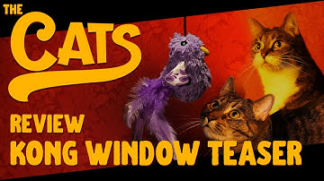 The Cats Review: Kong Window Teaser | A Great Bird Cat Toy!