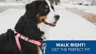 How to Size Your Walk Right! FrontConnect Padded Dog Harness