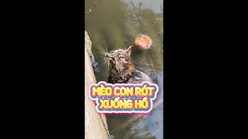 Mèo con bị rớt xuống hồ #chomeo #giaicuumeo #yeumeo #viral #youtubeshorts