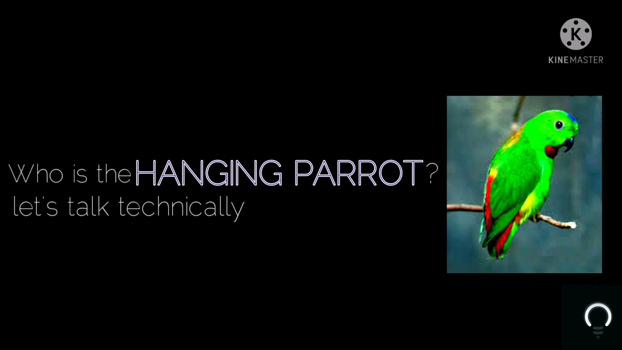 who are the hanging parrots? let's talk technically