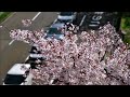 金沢の桜