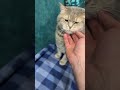 😼 #meandloki #shortvideo #funny #приколы #cat