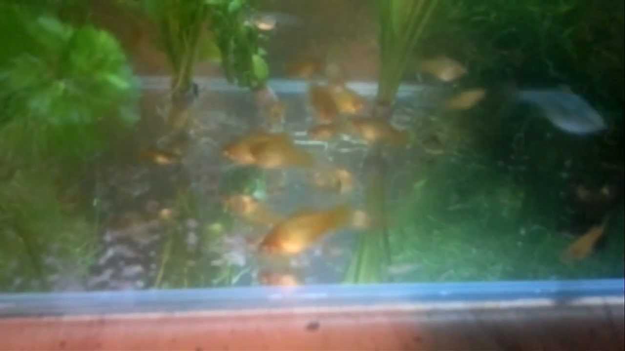 41. Tank lid cut out for bolly12345