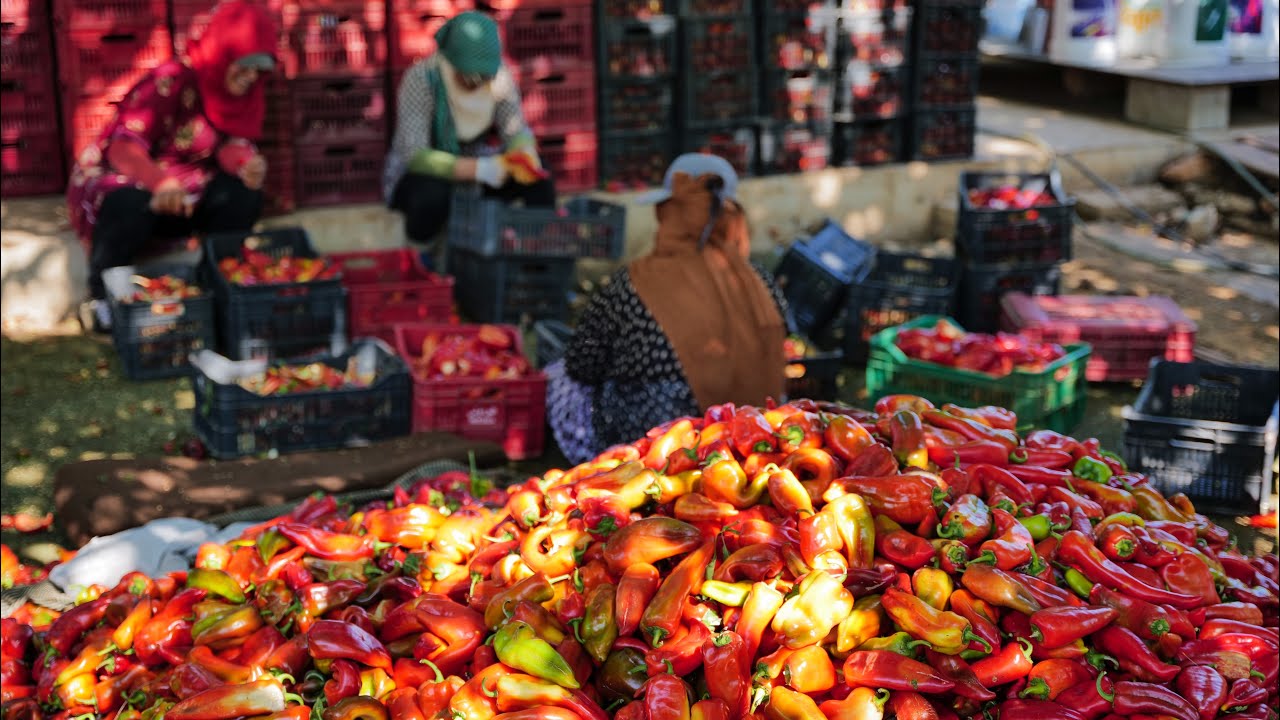Chili Pepper Paste and Tomato Sauce: How It's Made the Traditional Way in Anjar